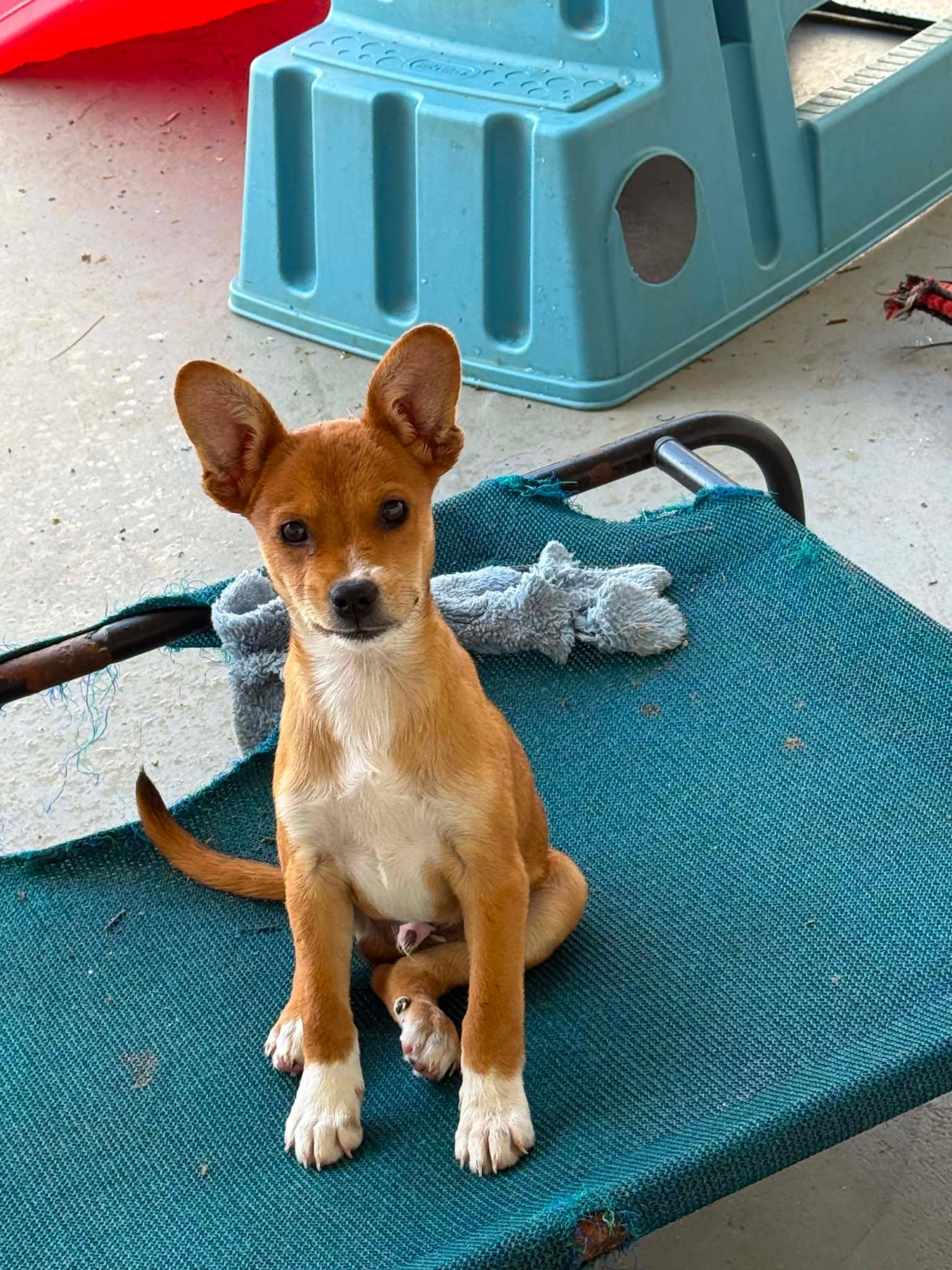 Enlarge Todd, a ADOPTABLE mixed breed in Ringwood, NJ image 2/2