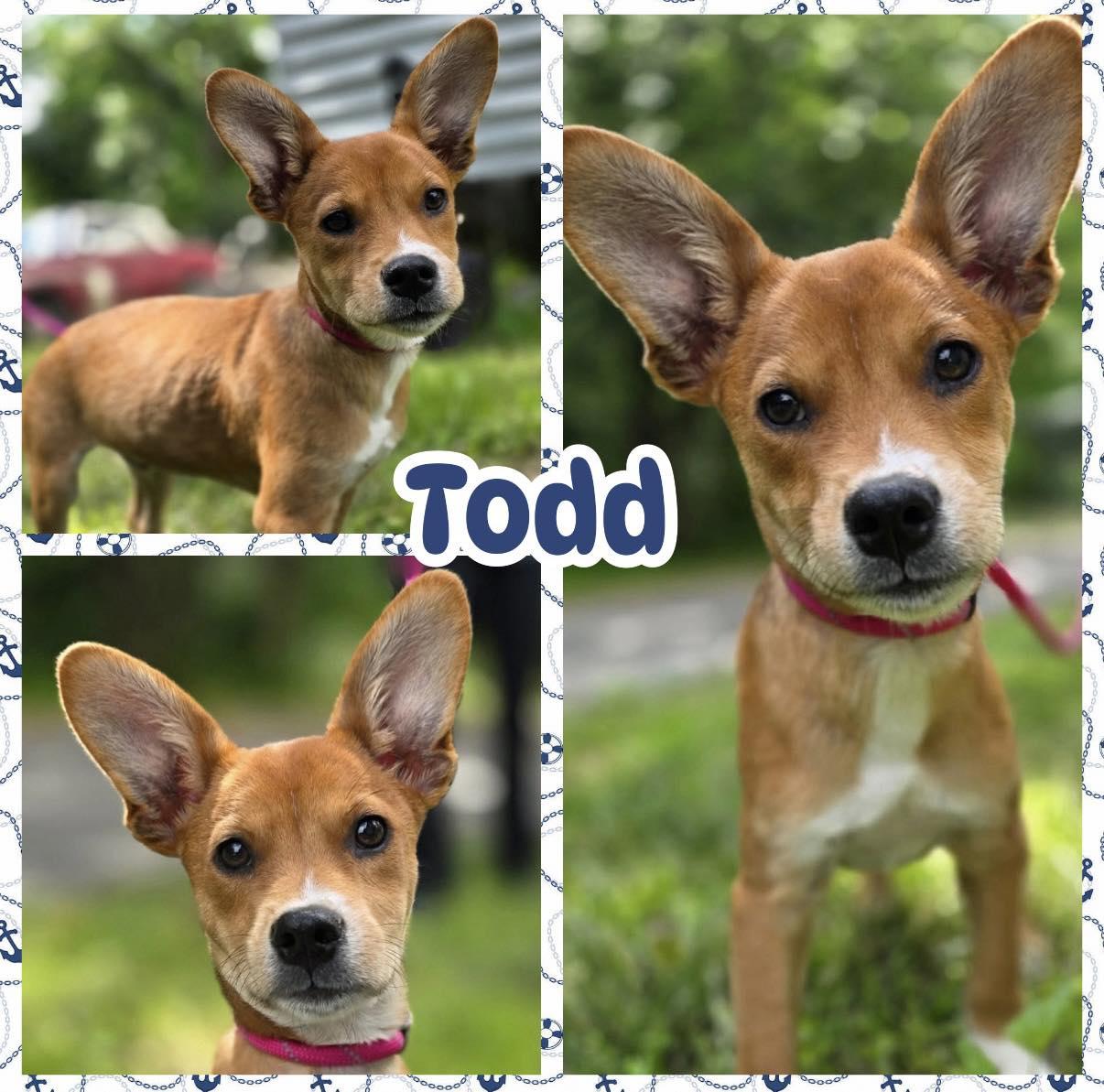 Todd, ADOPTABLE, Puppy Male Basenji & Chihuahua.