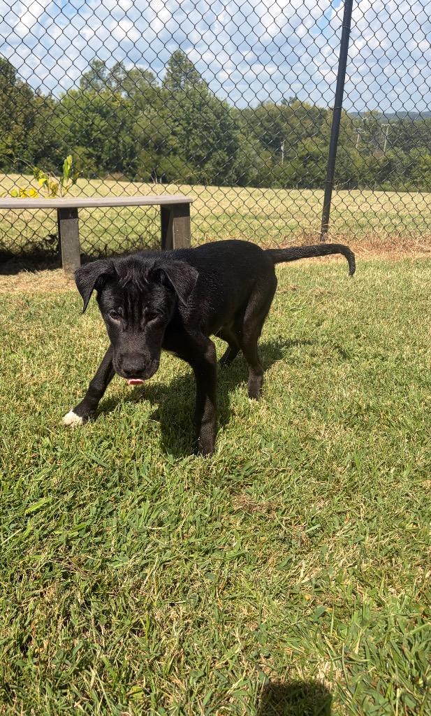 Pup 1(Alphalpha), Adoptable, Puppy Male Mixed Breed.