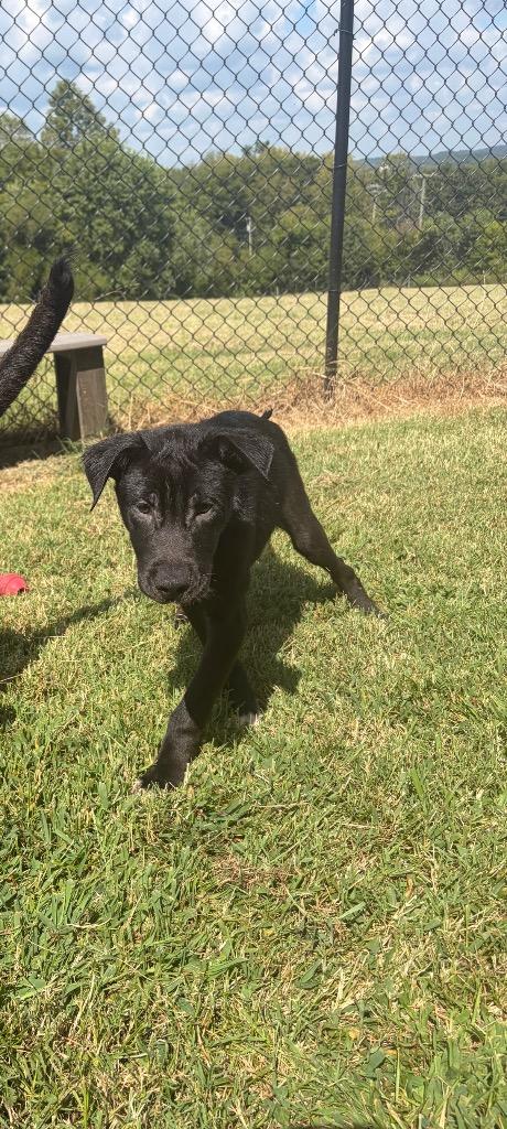 Enlarge Pup 1(Alphalpha), a Adoptable mixed breed in Gallatin, TN image 2/2