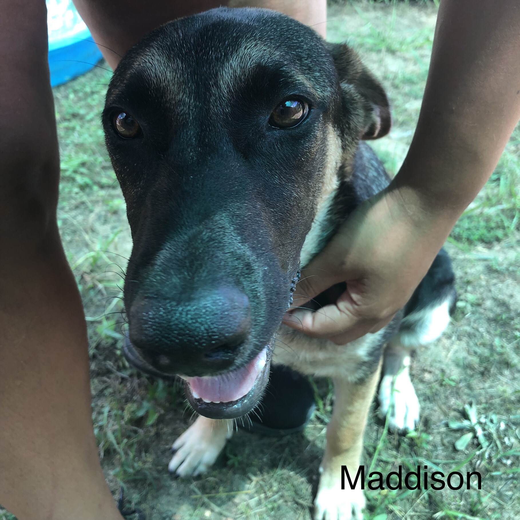 Maddison, a Adopted German Shepherd Dog in Willis, TX image 1/3