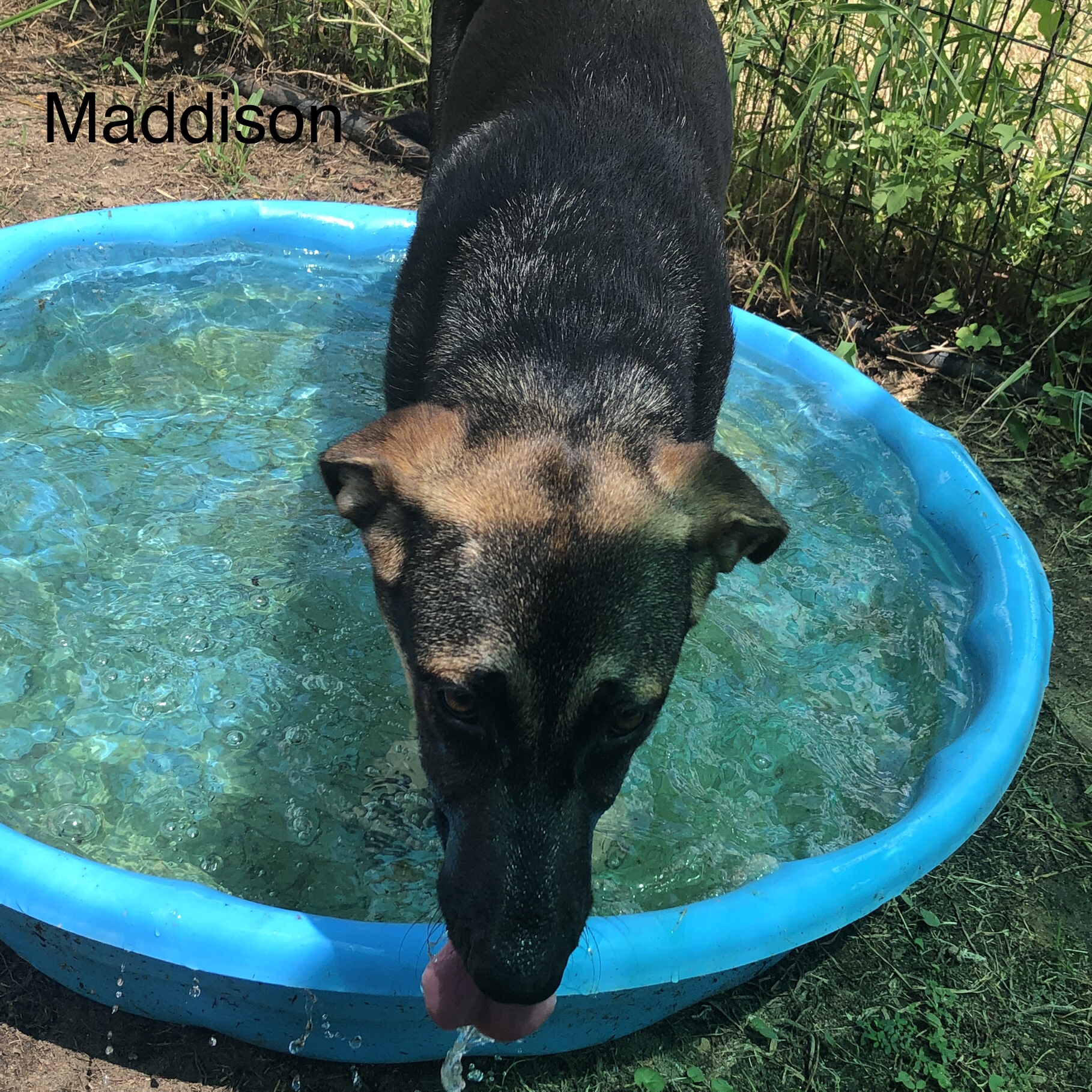 Maddison, a Adopted German Shepherd Dog in Willis, TX image 2/3