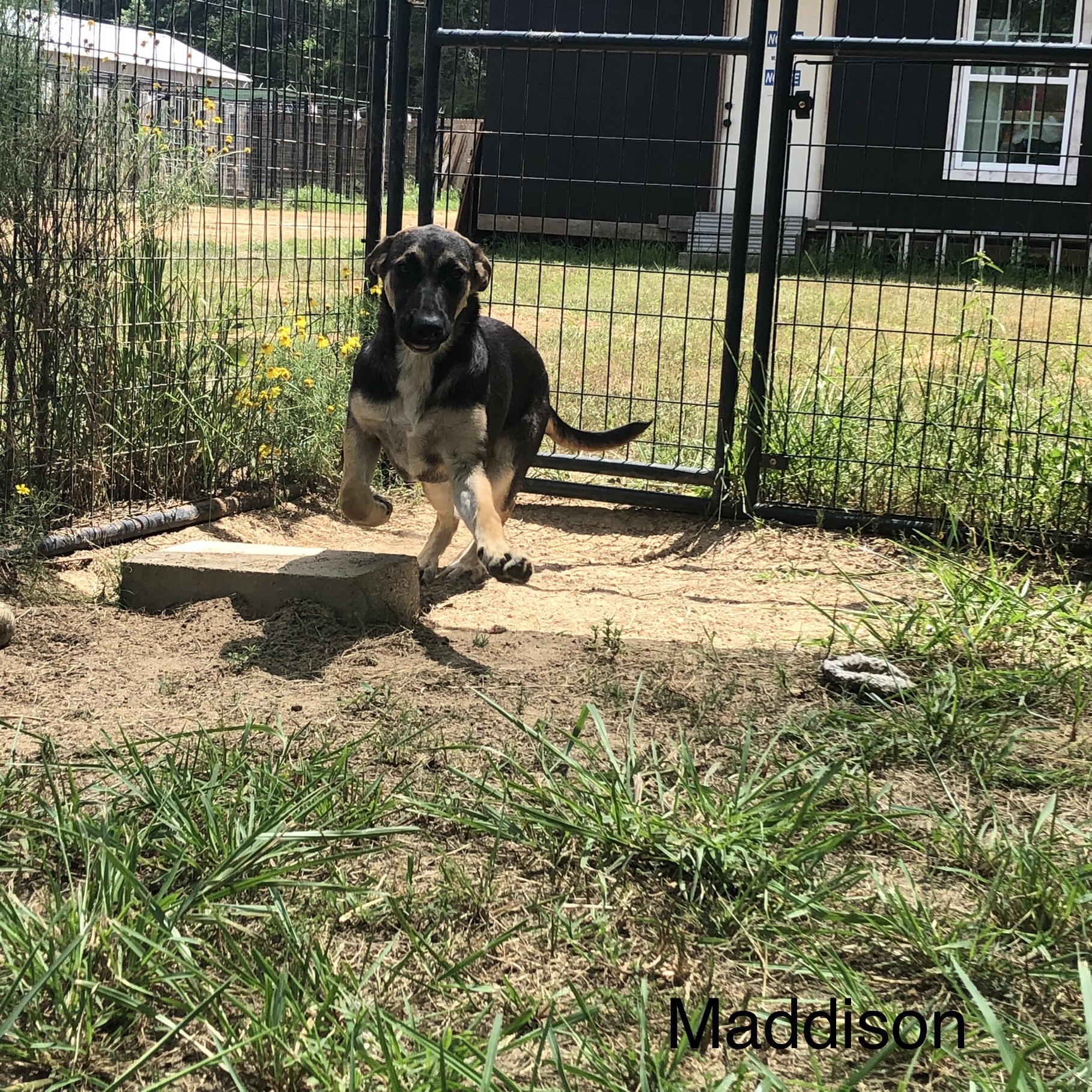 Maddison, a Adopted German Shepherd Dog in Willis, TX image 3/3
