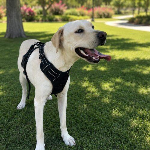 Kamala, Adoptable, Puppy Female Yellow Labrador Retriever.