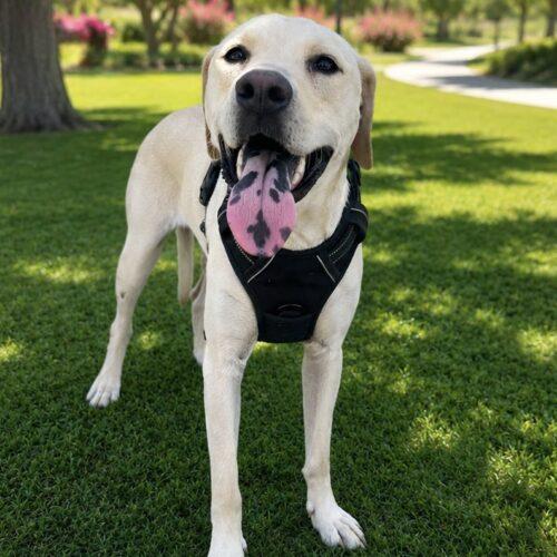 Enlarge Kamala, a Adoptable Yellow Labrador Retriever in Coachella, CA image 2/2