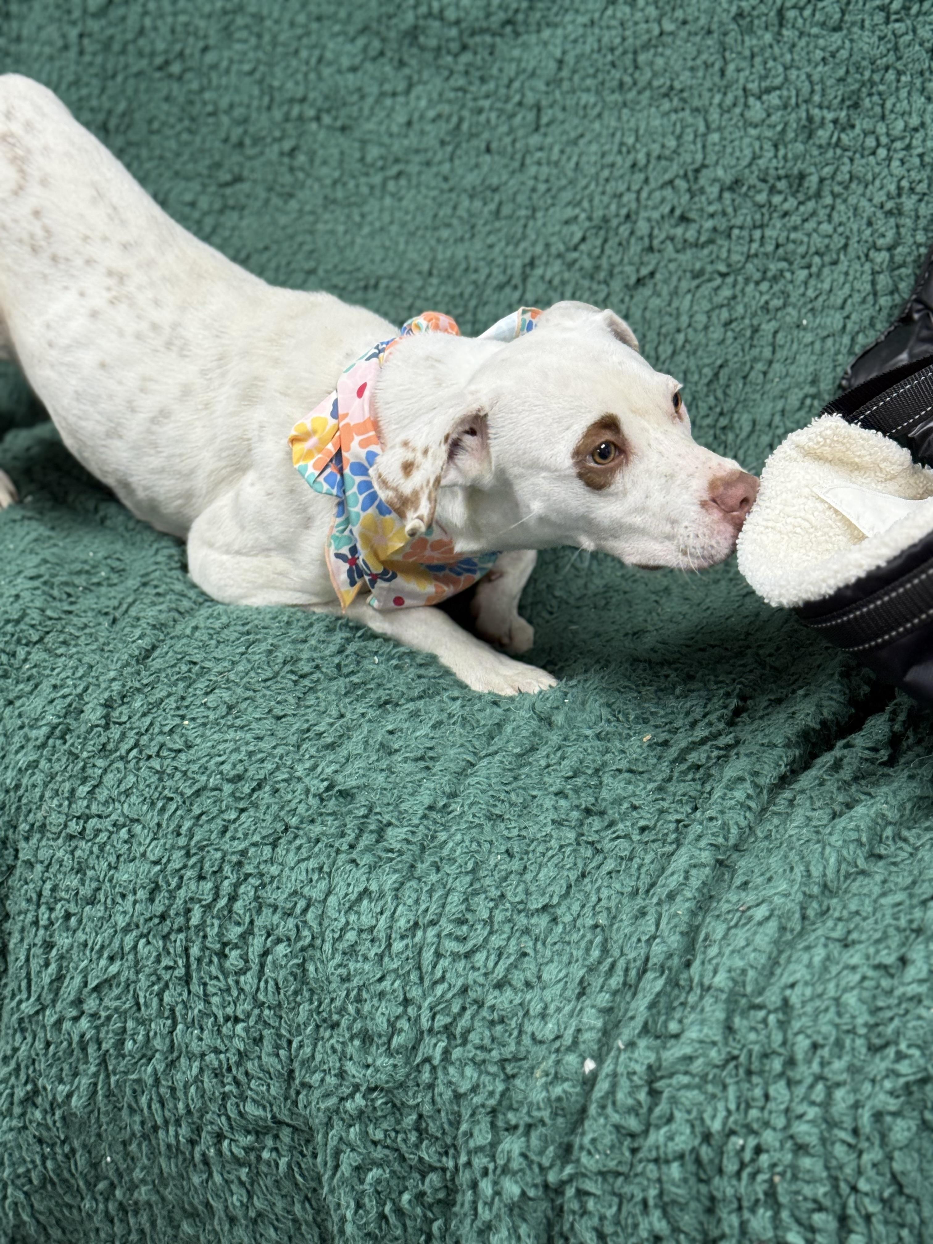 Enlarge Rosey, an adopted English Coonhound in Blytheville, AR image 2/5