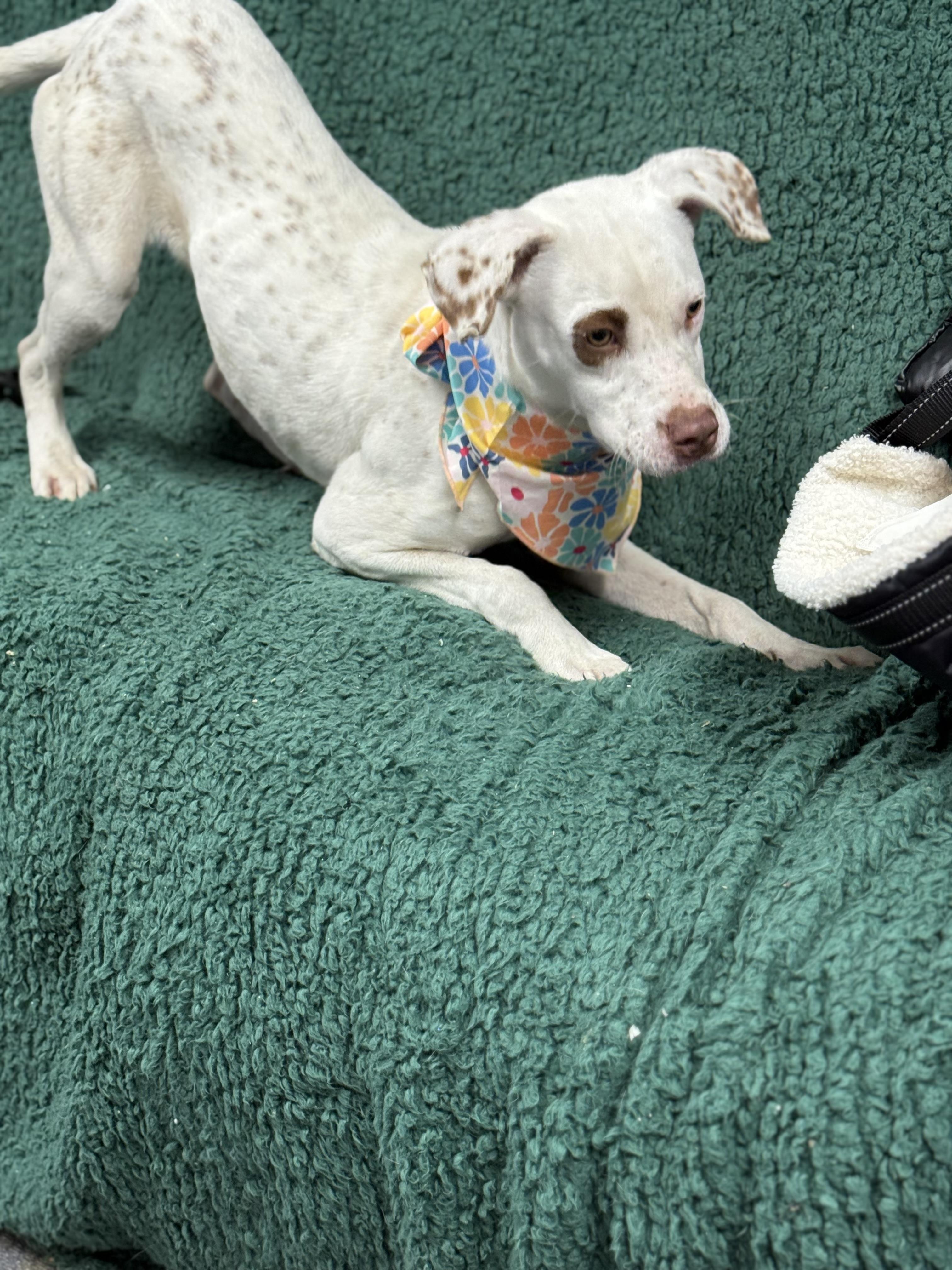 Enlarge Rosey, an adopted English Coonhound in Blytheville, AR image 3/5