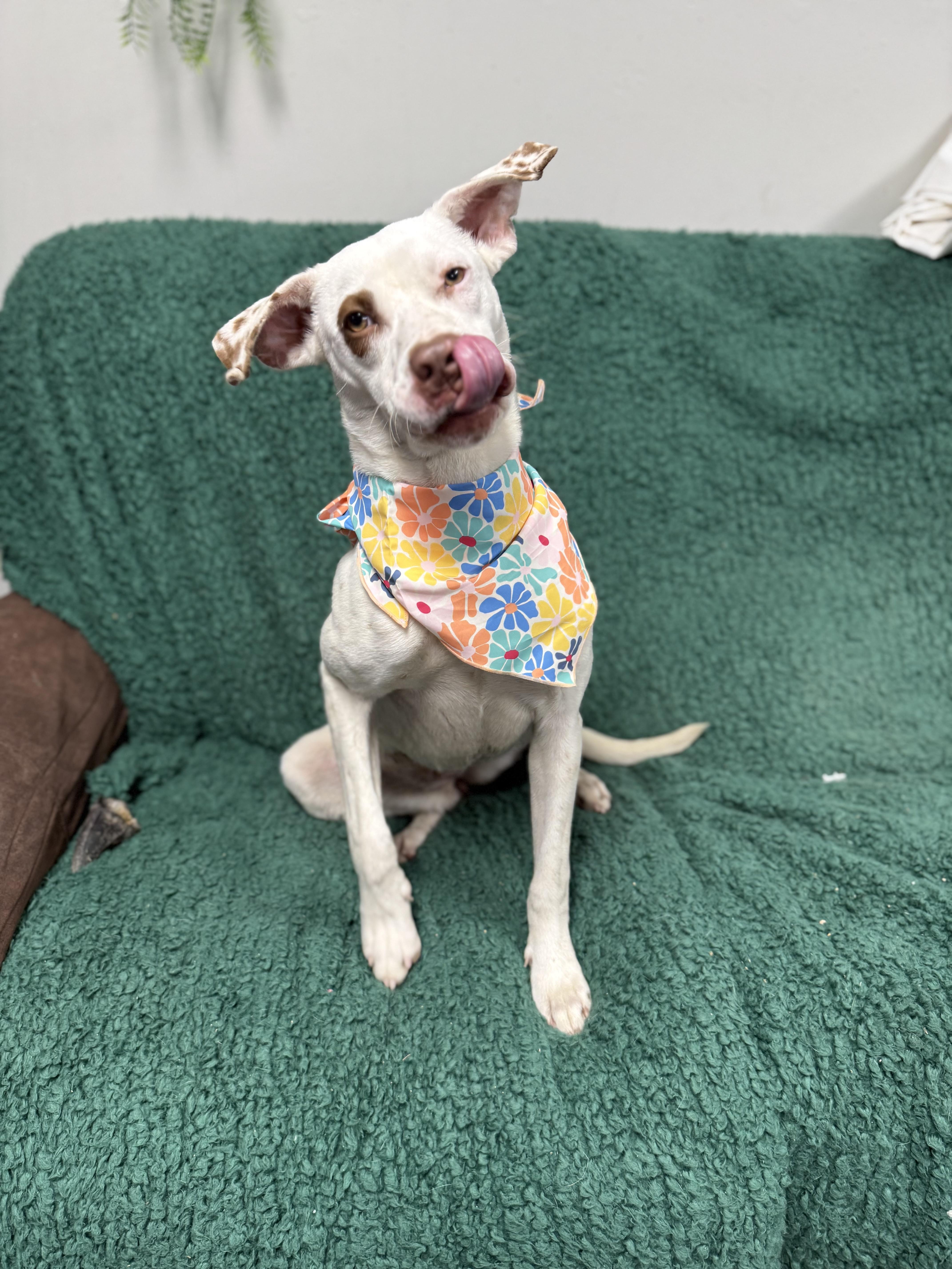 Enlarge Rosey, an adopted English Coonhound in Blytheville, AR image 5/5