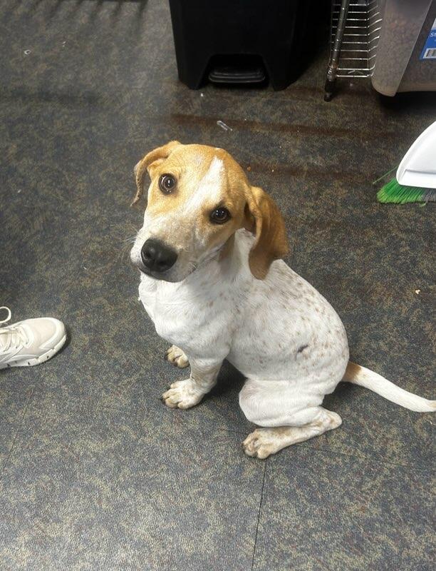Rosey, ADOPTABLE, Adult Female English Coonhound.