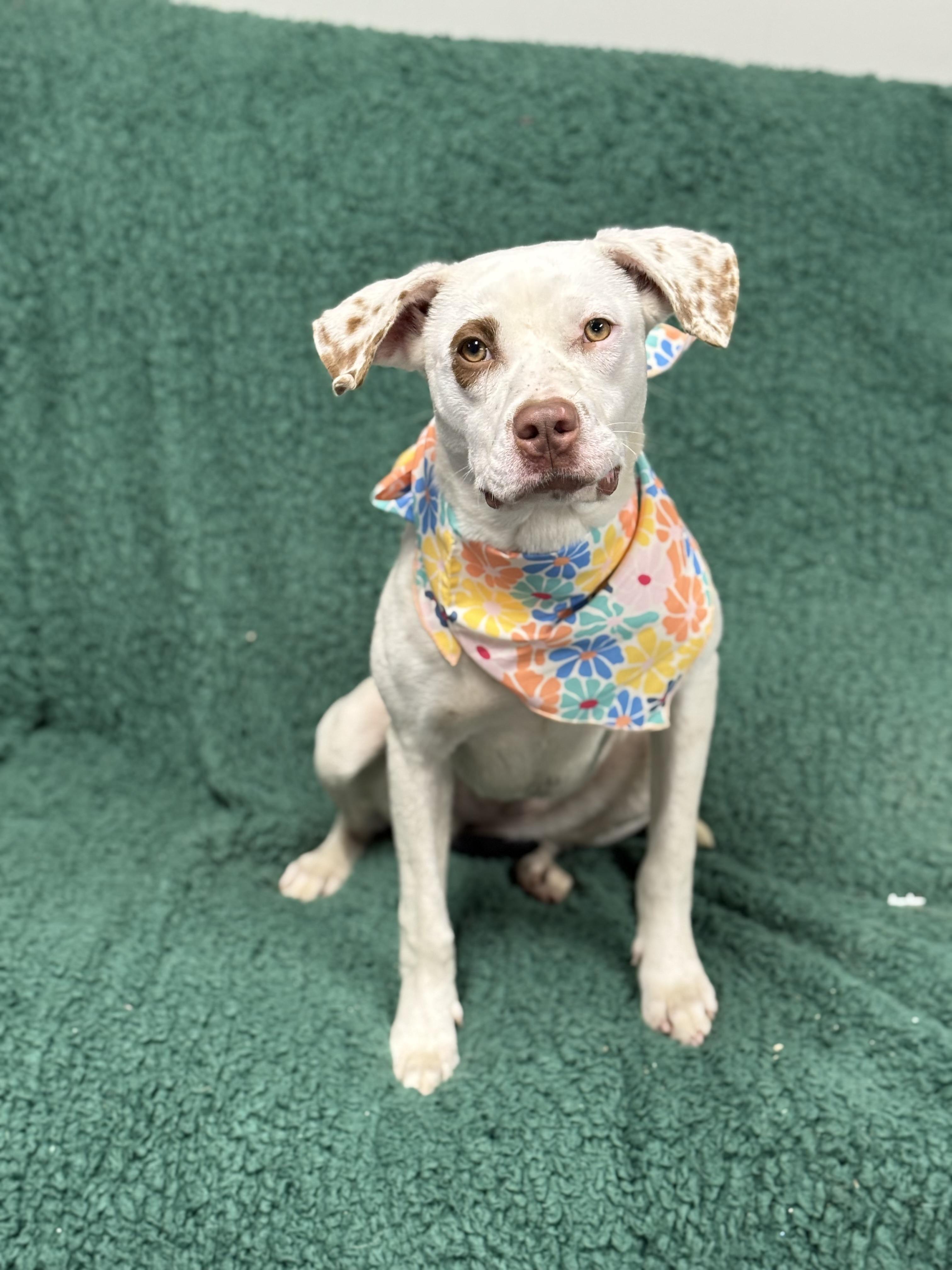 Enlarge Rosey, an adopted English Coonhound in Blytheville, AR image 1/5