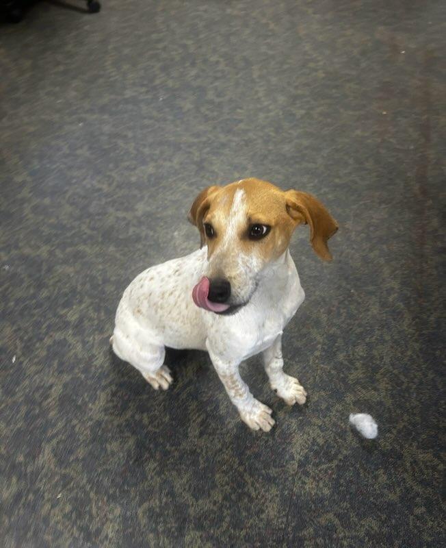 Enlarge Rosey, a ADOPTABLE English Coonhound in Blytheville, AR image 2/4