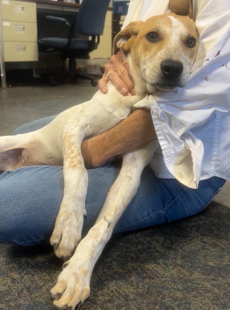 Enlarge Rosey, a ADOPTABLE English Coonhound in Blytheville, AR image 3/4