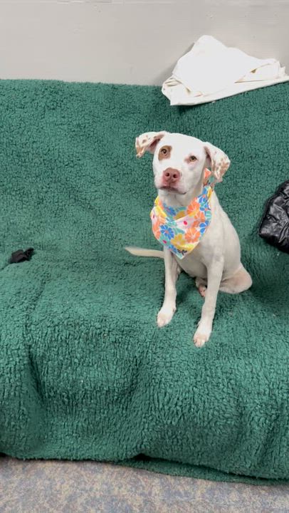 Enlarge Rosey, an adopted English Coonhound in Blytheville, AR video 4/5