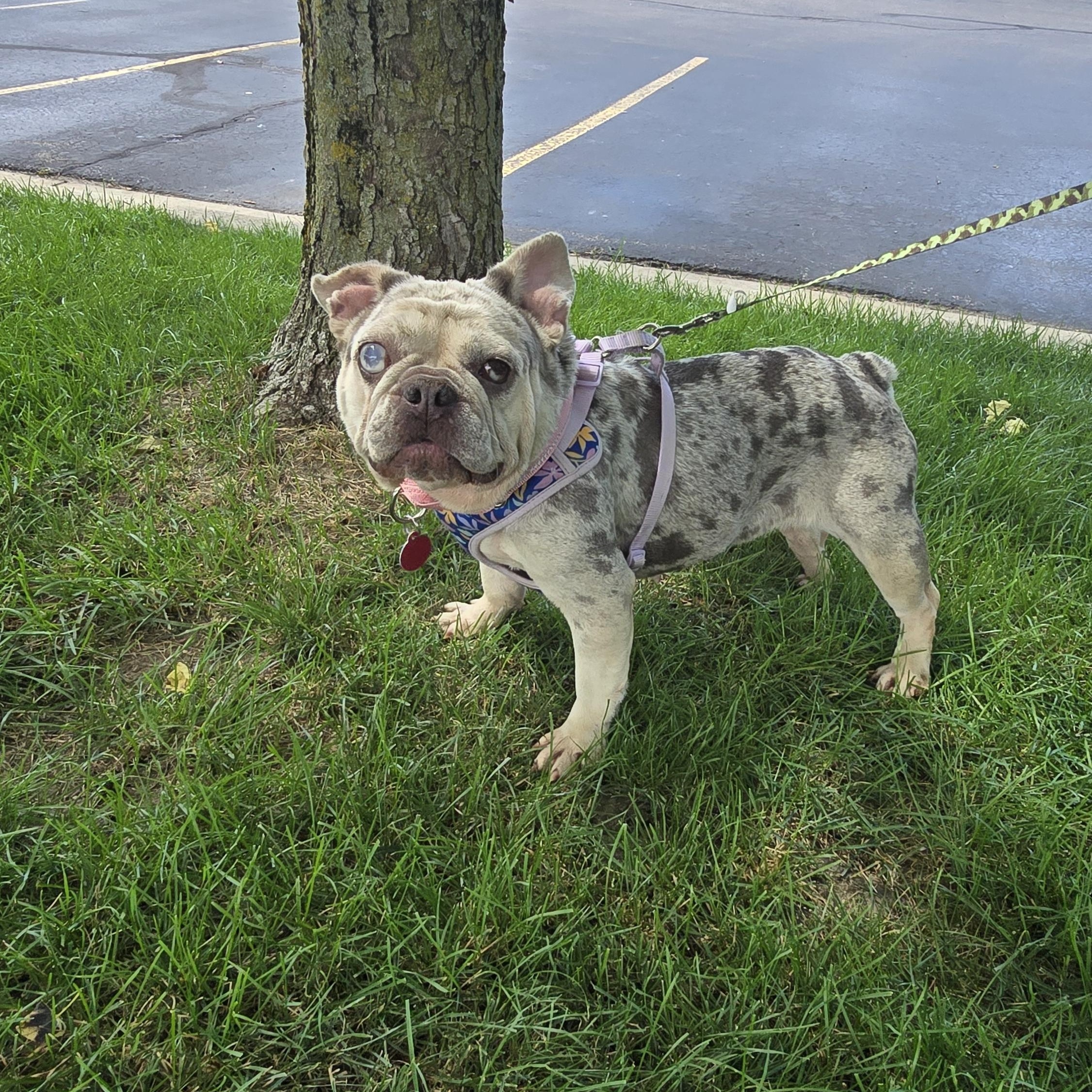 Enlarge Suzette, an adoptable French Bulldog in Fowlerville, MI image 3/5