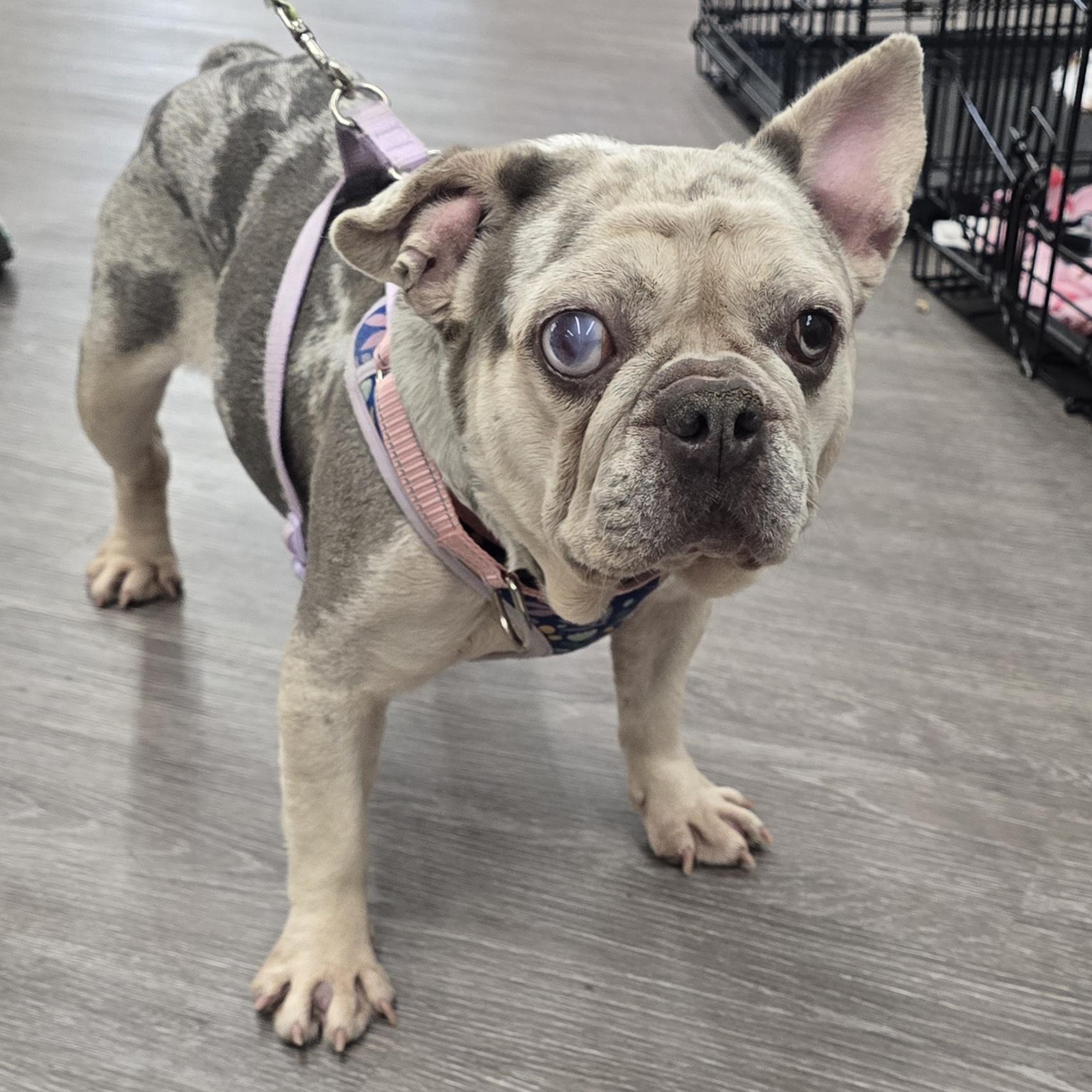 Enlarge Suzette, an adoptable French Bulldog in Fowlerville, MI image 4/5