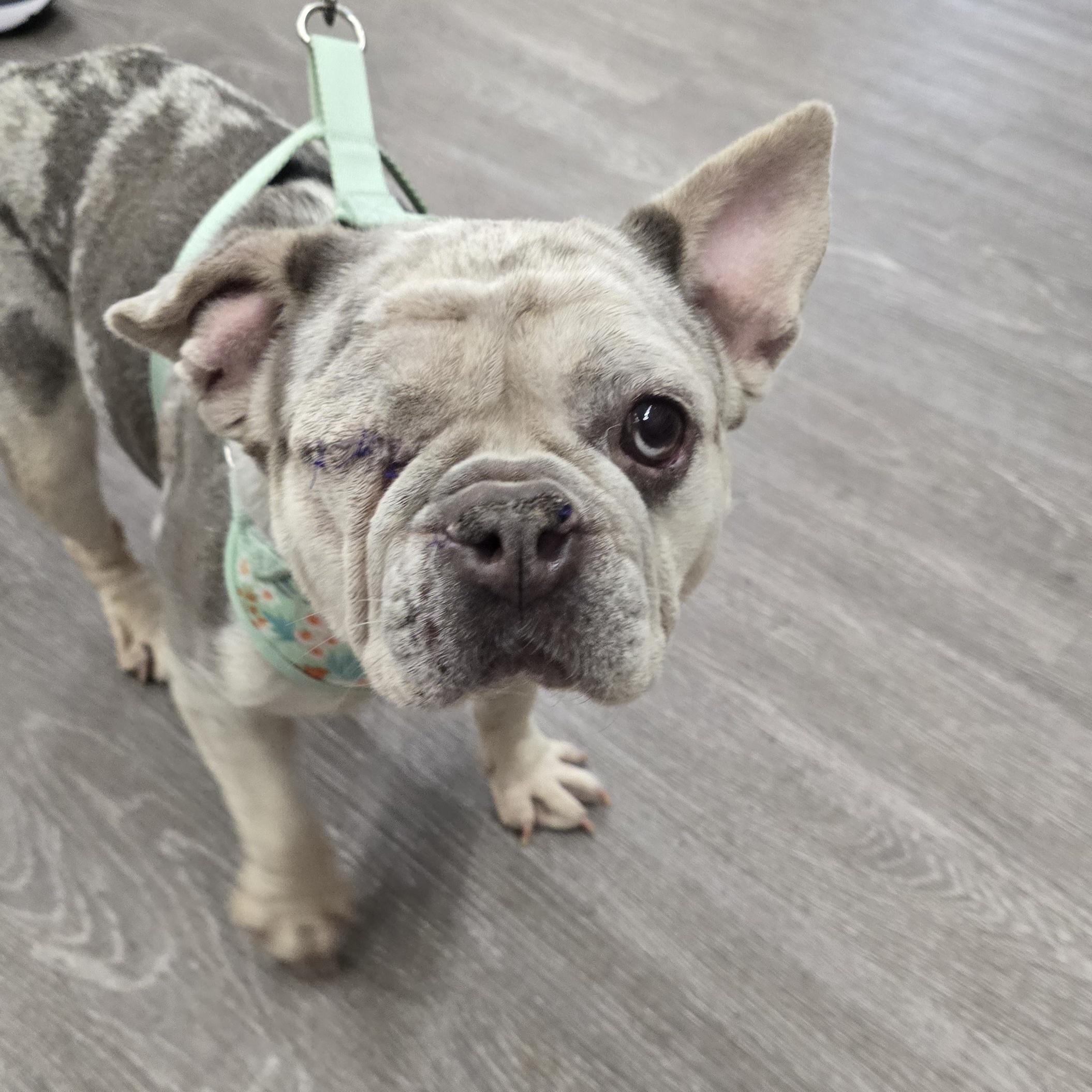 Enlarge Suzette, an adoptable French Bulldog in Fowlerville, MI image 2/5