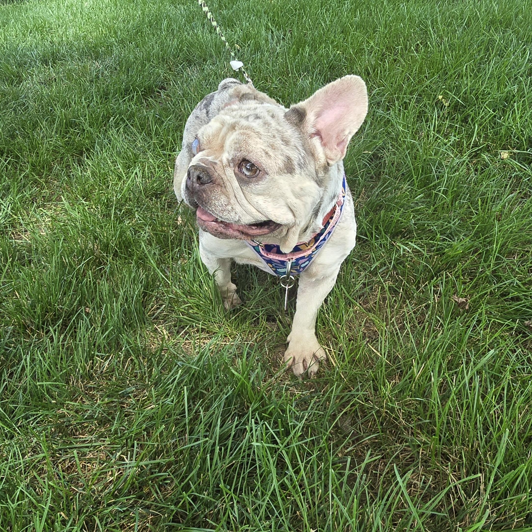 Enlarge Suzette, an adoptable French Bulldog in Fowlerville, MI image 5/5