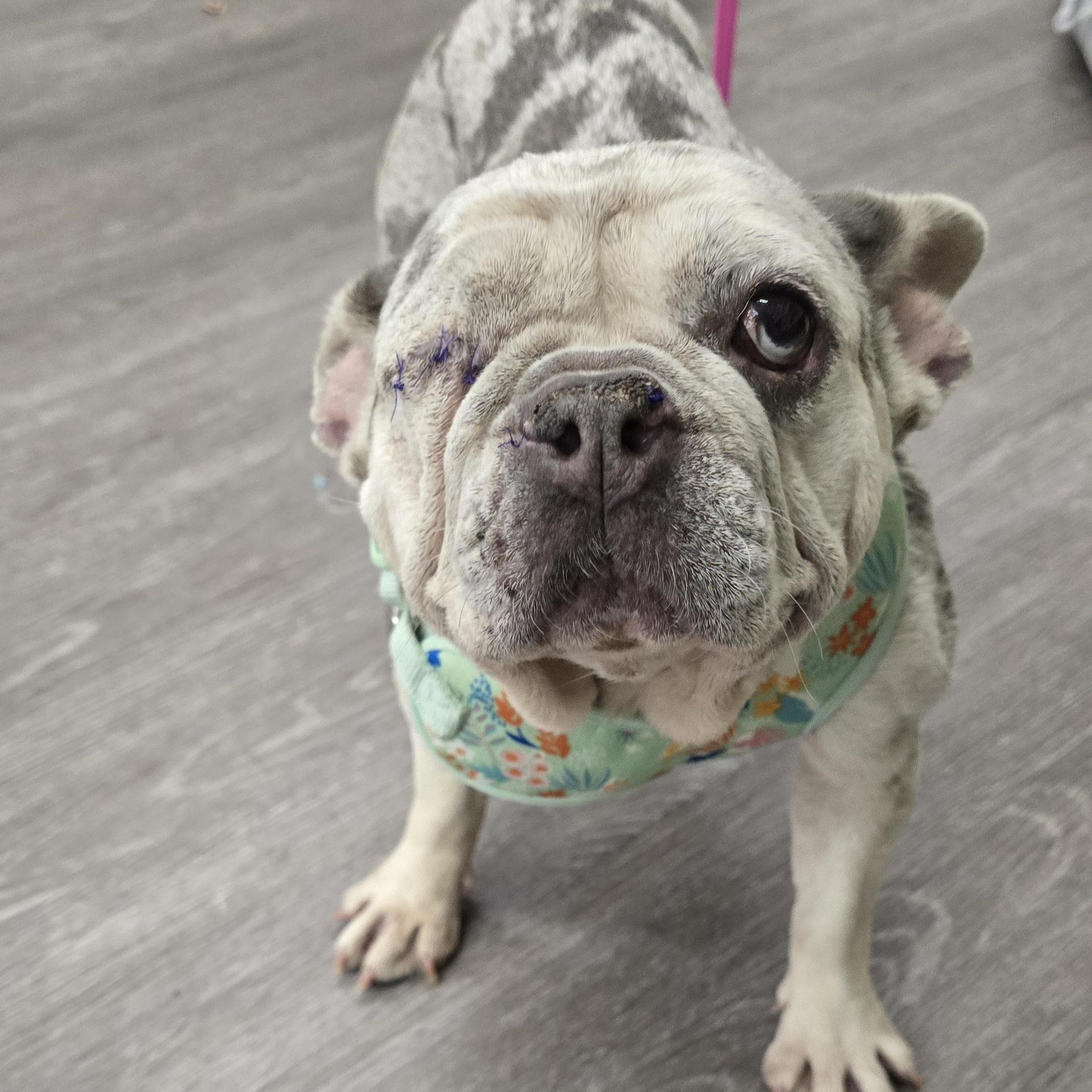 Enlarge Suzette, an adoptable French Bulldog in Fowlerville, MI image 1/5