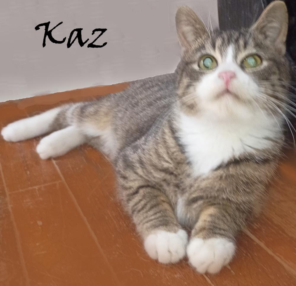 Kaz - no tail, ADOPTABLE, Young Male Domestic Short Hair.