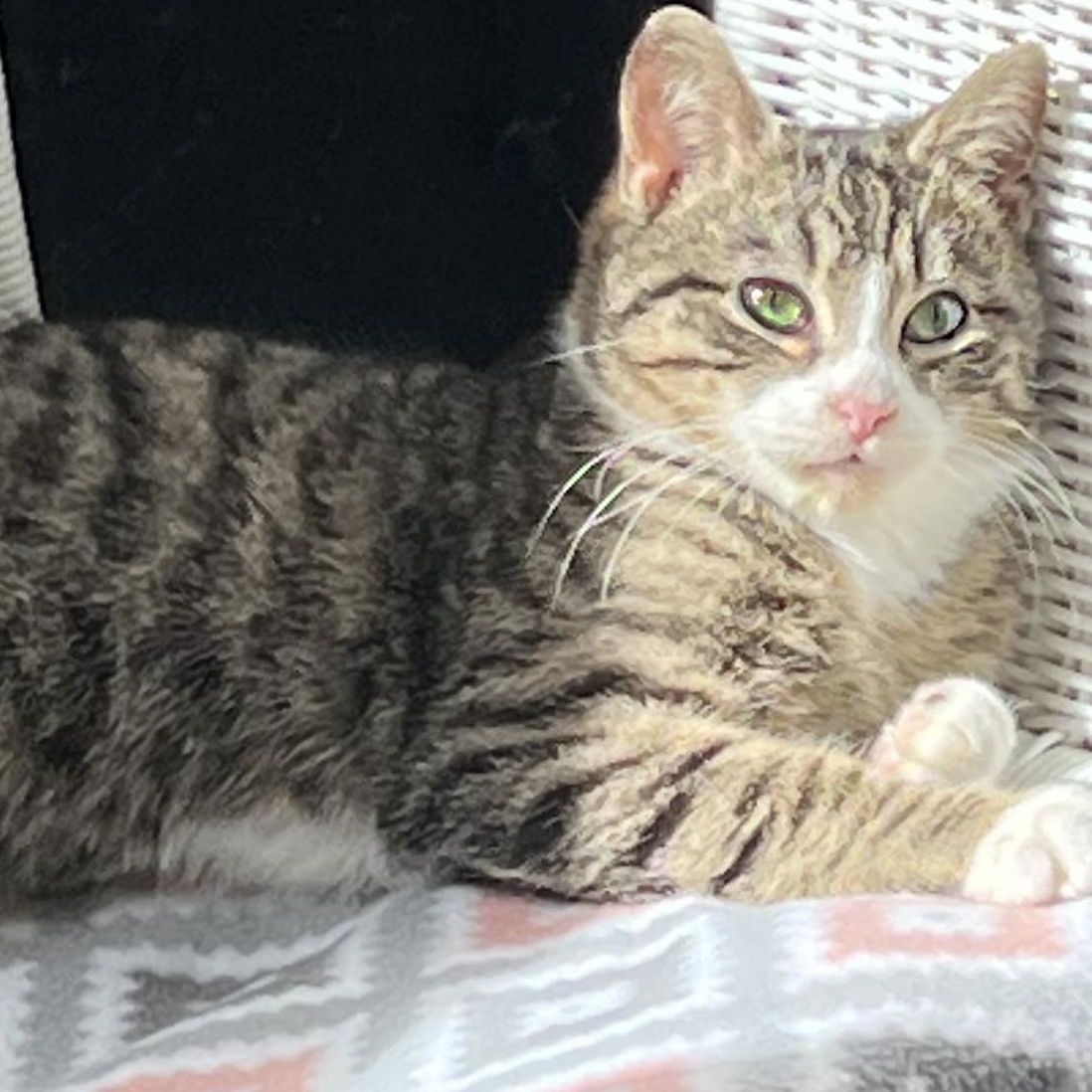 Enlarge Kaz - no tail, a ADOPTABLE Domestic Short Hair in Mansfield, OH image 2/2