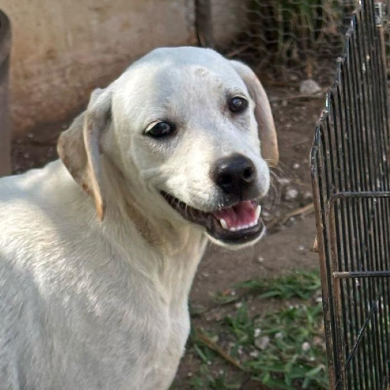 Enlarge Kai, an adopted mixed breed in Incline Village, NV image 1/5