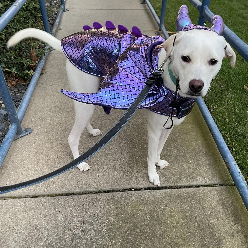 Kai/Duke, adoptable, Young Male Labrador Retriever & Golden Retriever.