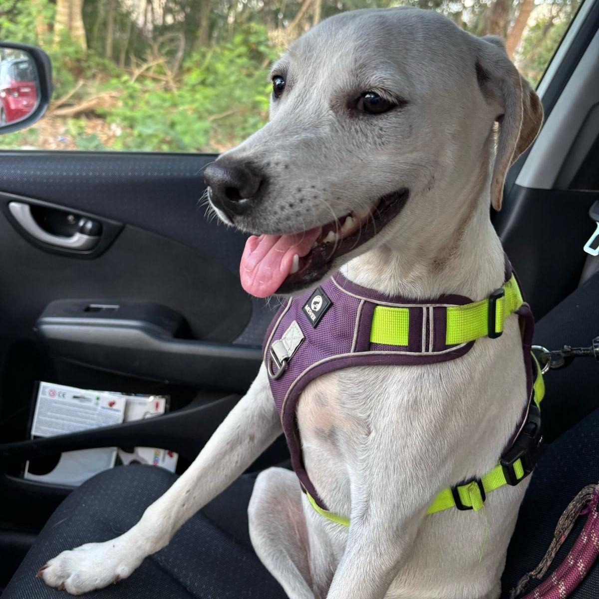 Enlarge Kai, an adopted mixed breed in Incline Village, NV image 2/5