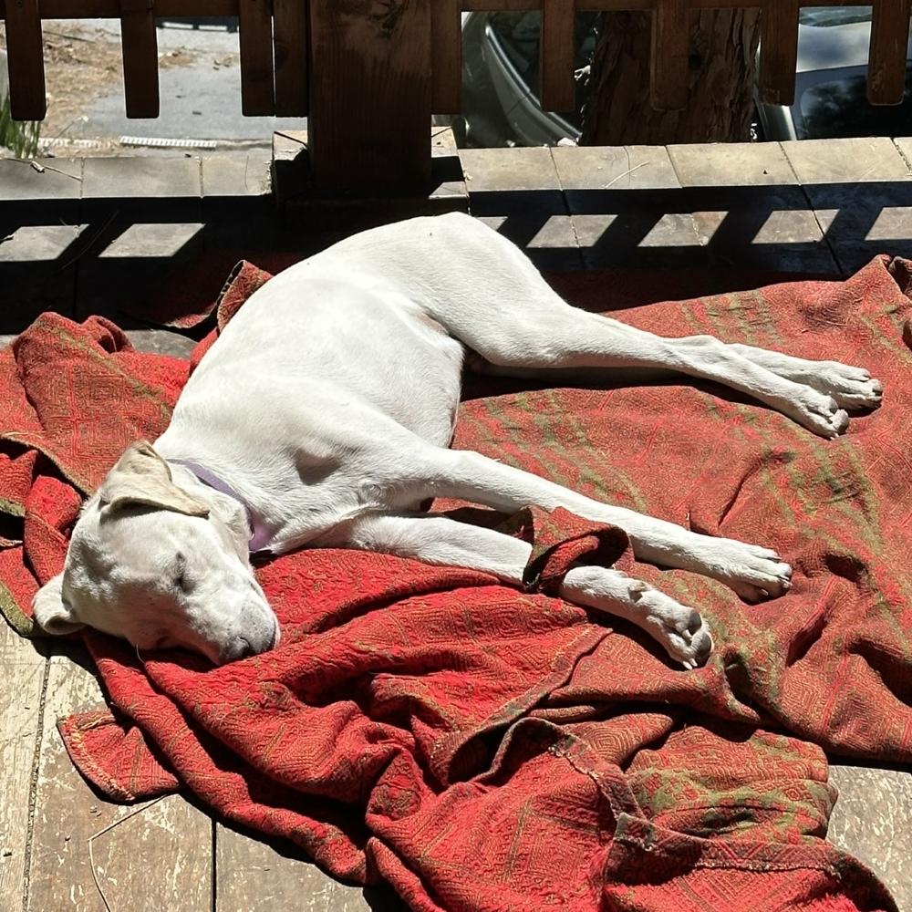 Kai, an adoptable Labrador Retriever, Golden Retriever in Incline Village, NV, 89451 | Photo Image 4