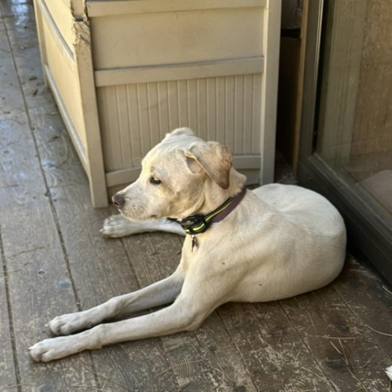 Kai, an adoptable Labrador Retriever, Golden Retriever in Incline Village, NV, 89451 | Photo Image 3