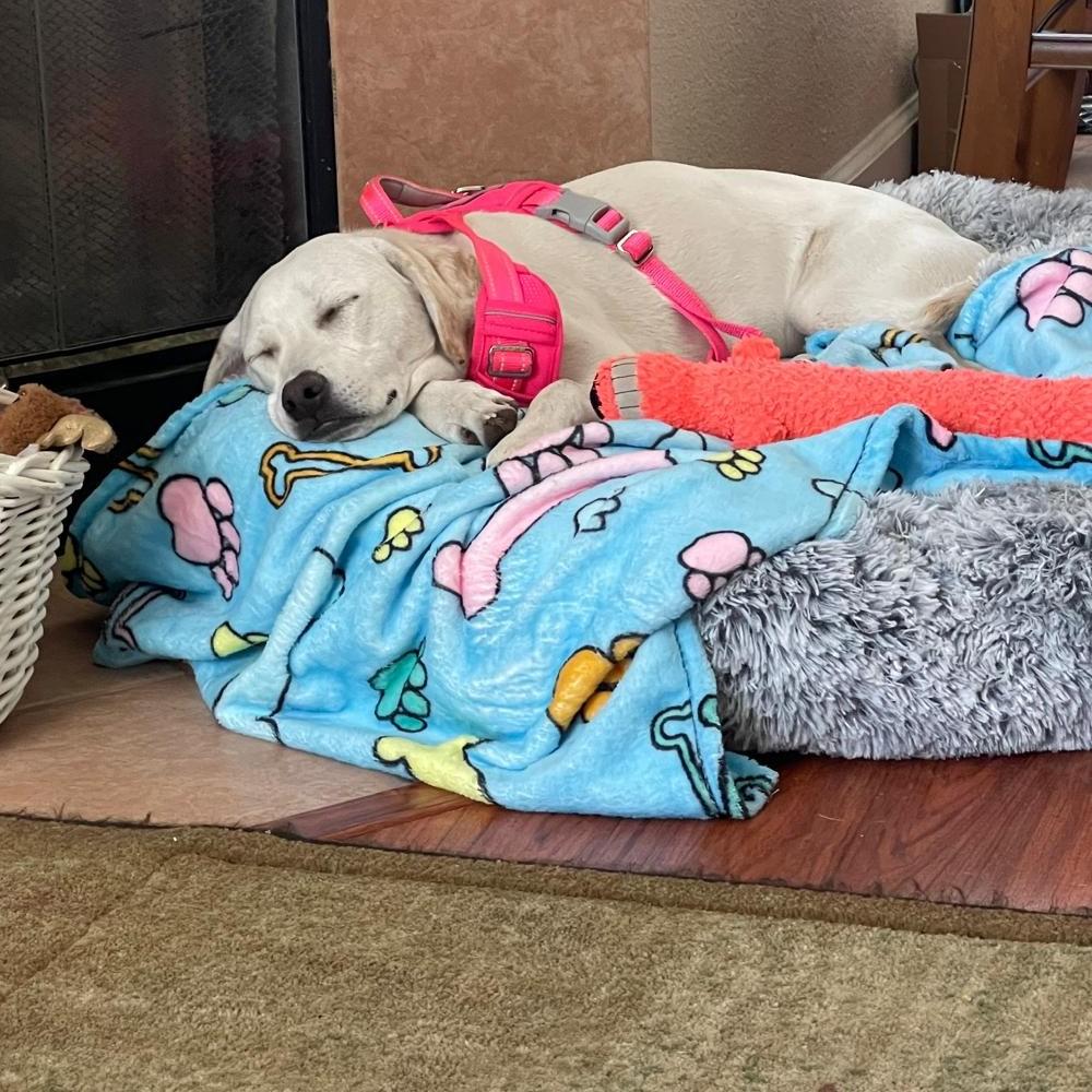 Enlarge Kai/Duke, an adoptable mixed breed in Incline Village, NV image 3/6