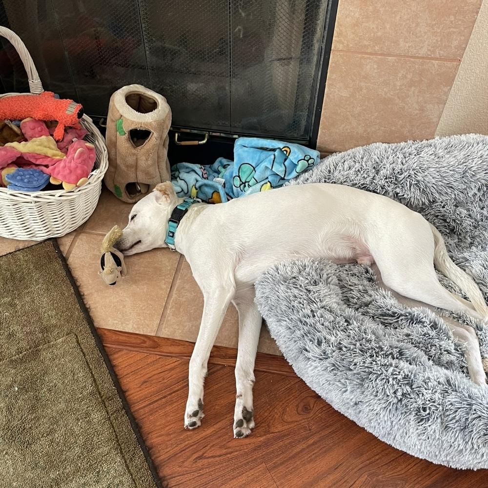 Enlarge Kai/Duke, an adoptable mixed breed in Incline Village, NV image 5/6