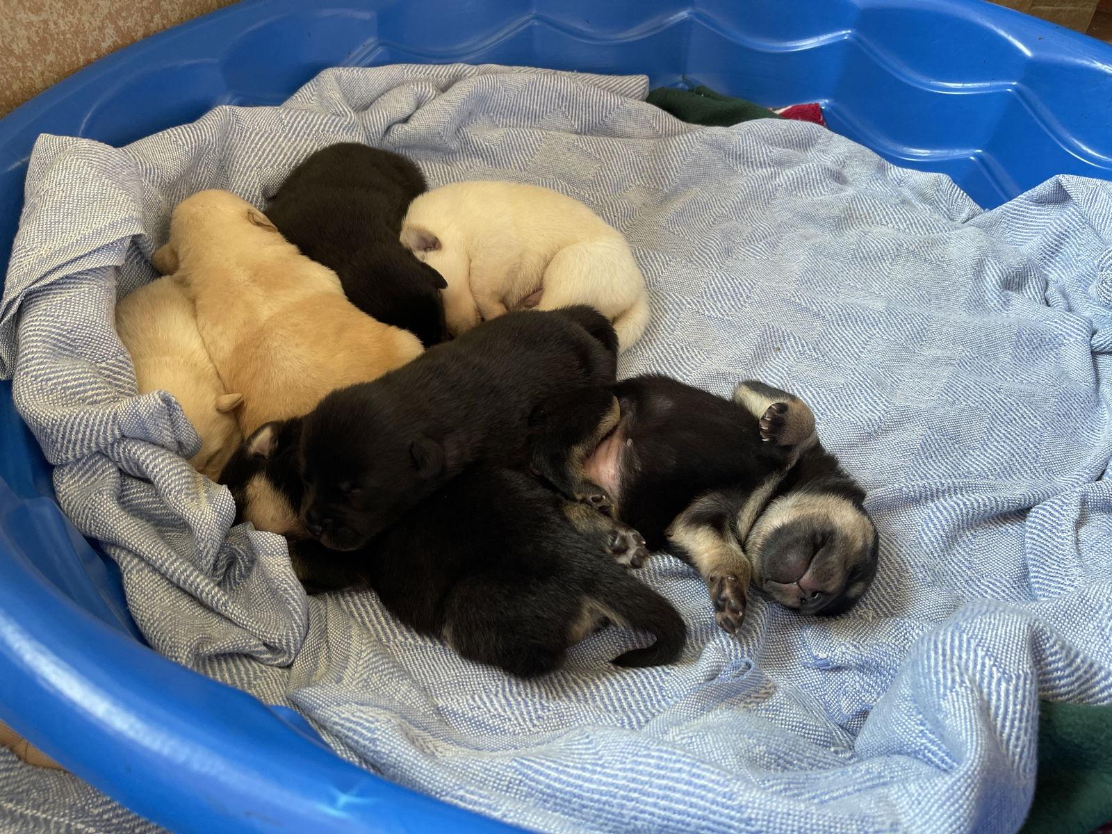 Enlarge Sylvie, a Adoptable Labrador Retriever in Holly Springs, NC image 2/3
