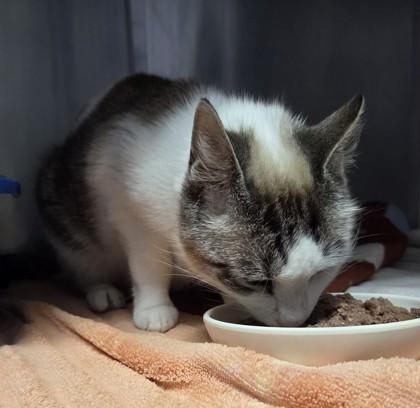 Kirah, adopted, Senior Female Domestic Short Hair.