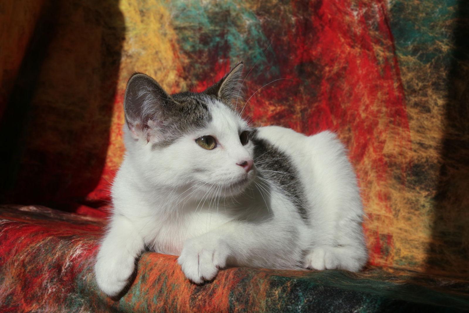 Riggles (FeLV+/FIV+), Adoptable, Young Female Domestic Short Hair.