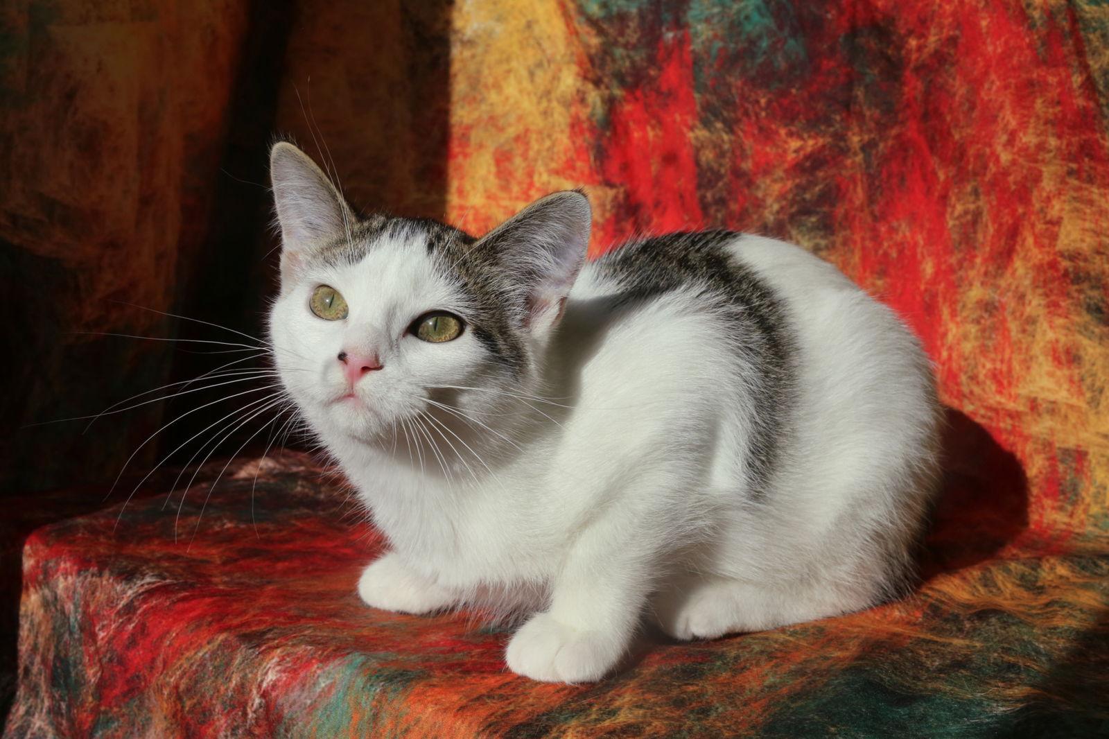 Enlarge Riggles (FeLV+/FIV+), a Adoptable Domestic Short Hair in New Prague, MN image 2/3