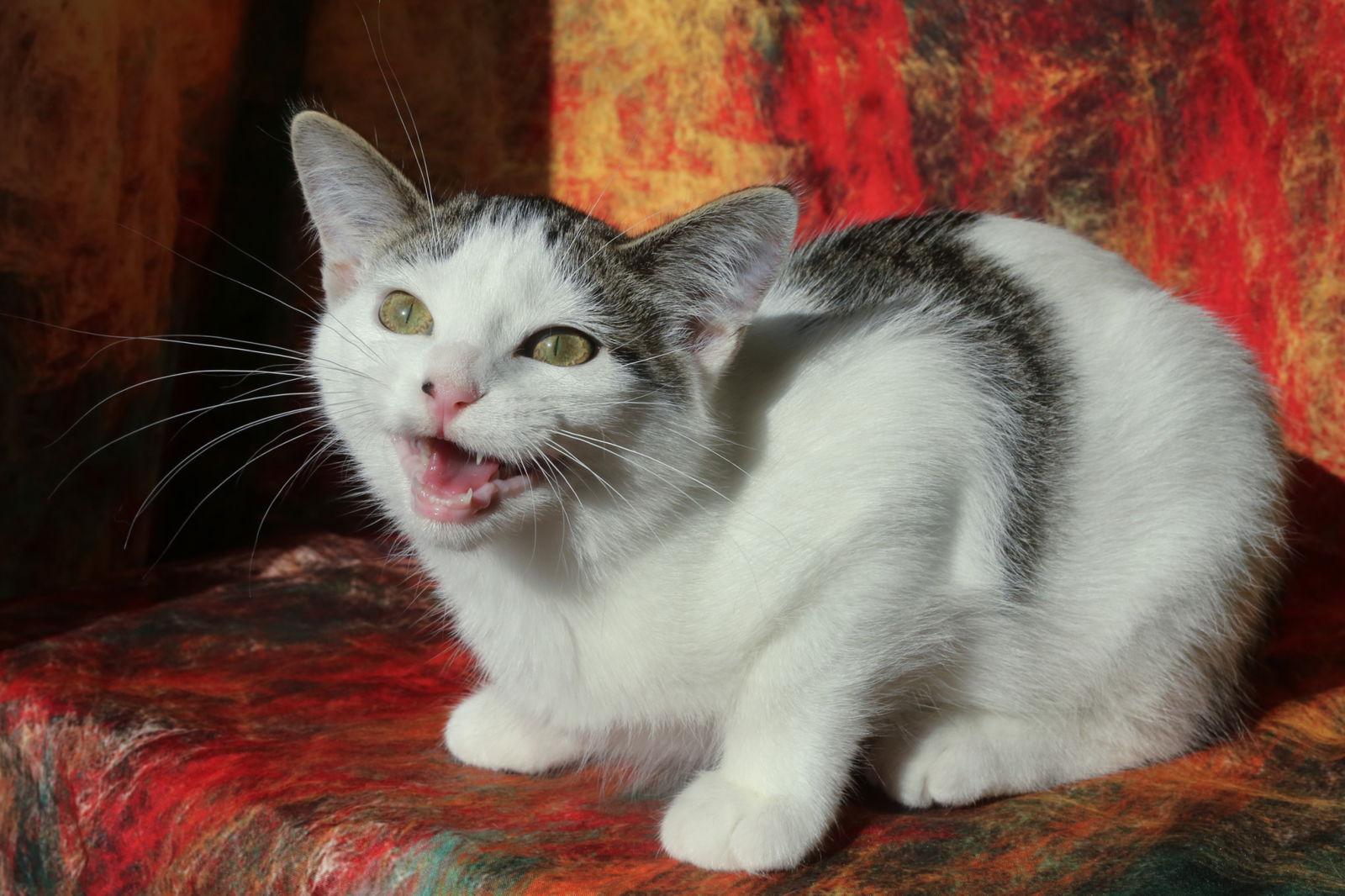 Enlarge Riggles (FeLV+/FIV+), a Adoptable Domestic Short Hair in New Prague, MN image 3/3