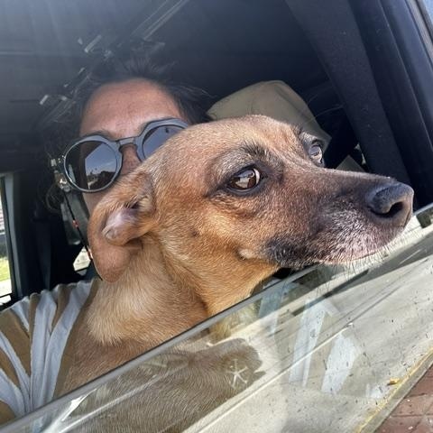 Enlarge Marigold, a ADOPTABLE mixed breed in Redondo Beach, CA image 2/5