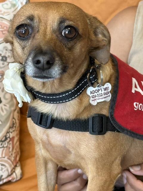 Marigold, ADOPTABLE, Adult Female Chihuahua & Dachshund.