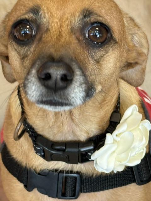 Enlarge Marigold, a ADOPTABLE mixed breed in Redondo Beach, CA image 4/5