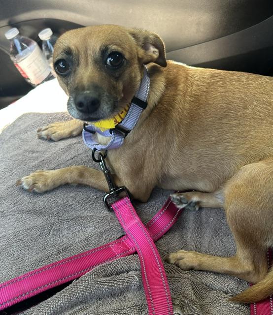 Enlarge Marigold, a ADOPTABLE mixed breed in Redondo Beach, CA image 3/5