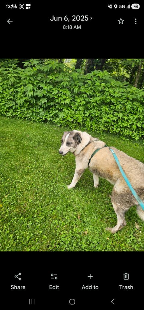 Meeko, Adoptable, Senior Female Anatolian Shepherd.