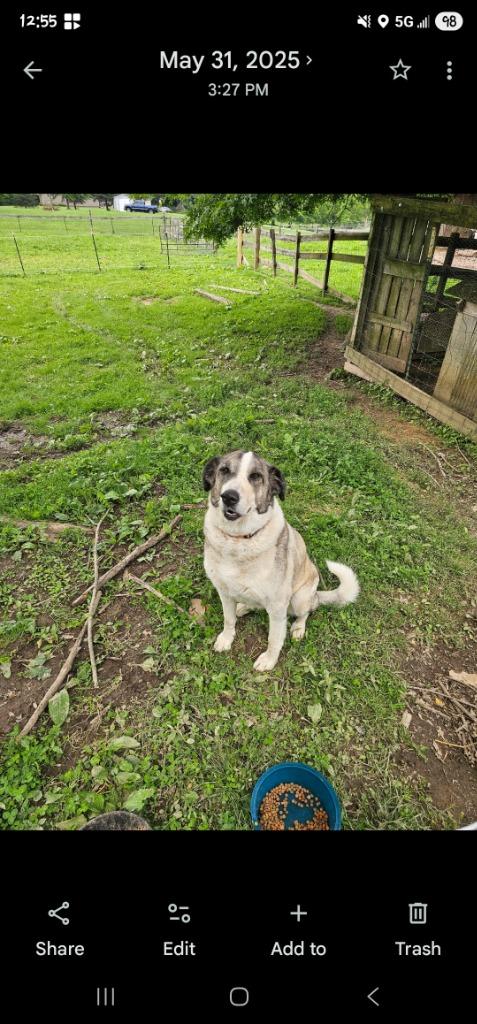 Enlarge Meeko, a Adoptable Anatolian Shepherd in Bloomington, IN image 2/2