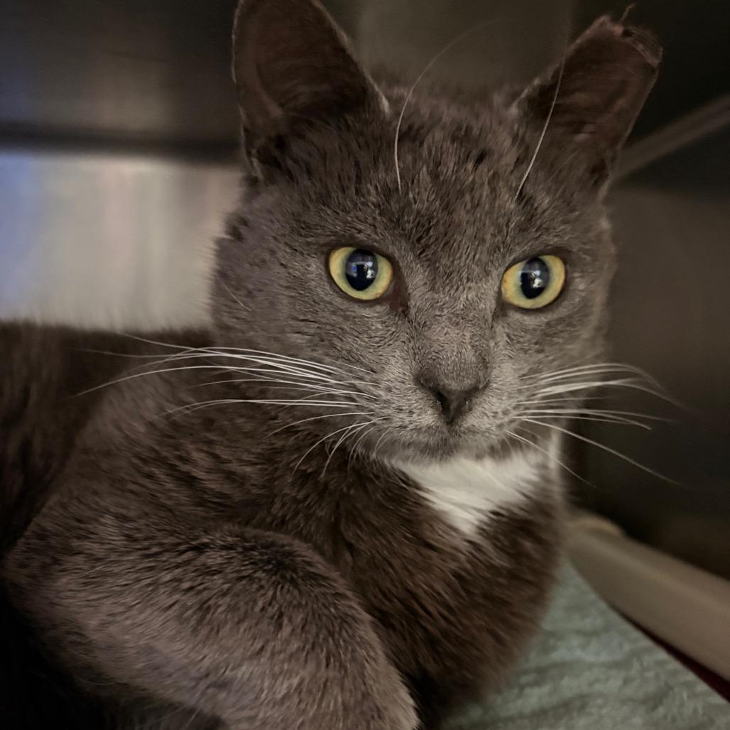 Enlarge Benny, a Adoptable Domestic Short Hair in Hamilton, GA image 1/3