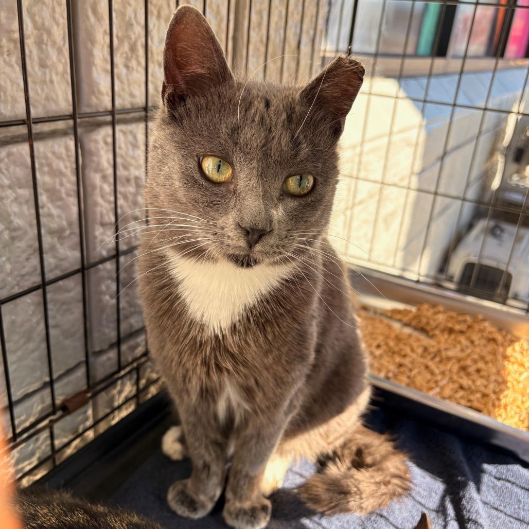 Enlarge Benny, a Adoptable Domestic Short Hair in Hamilton, GA image 2/3