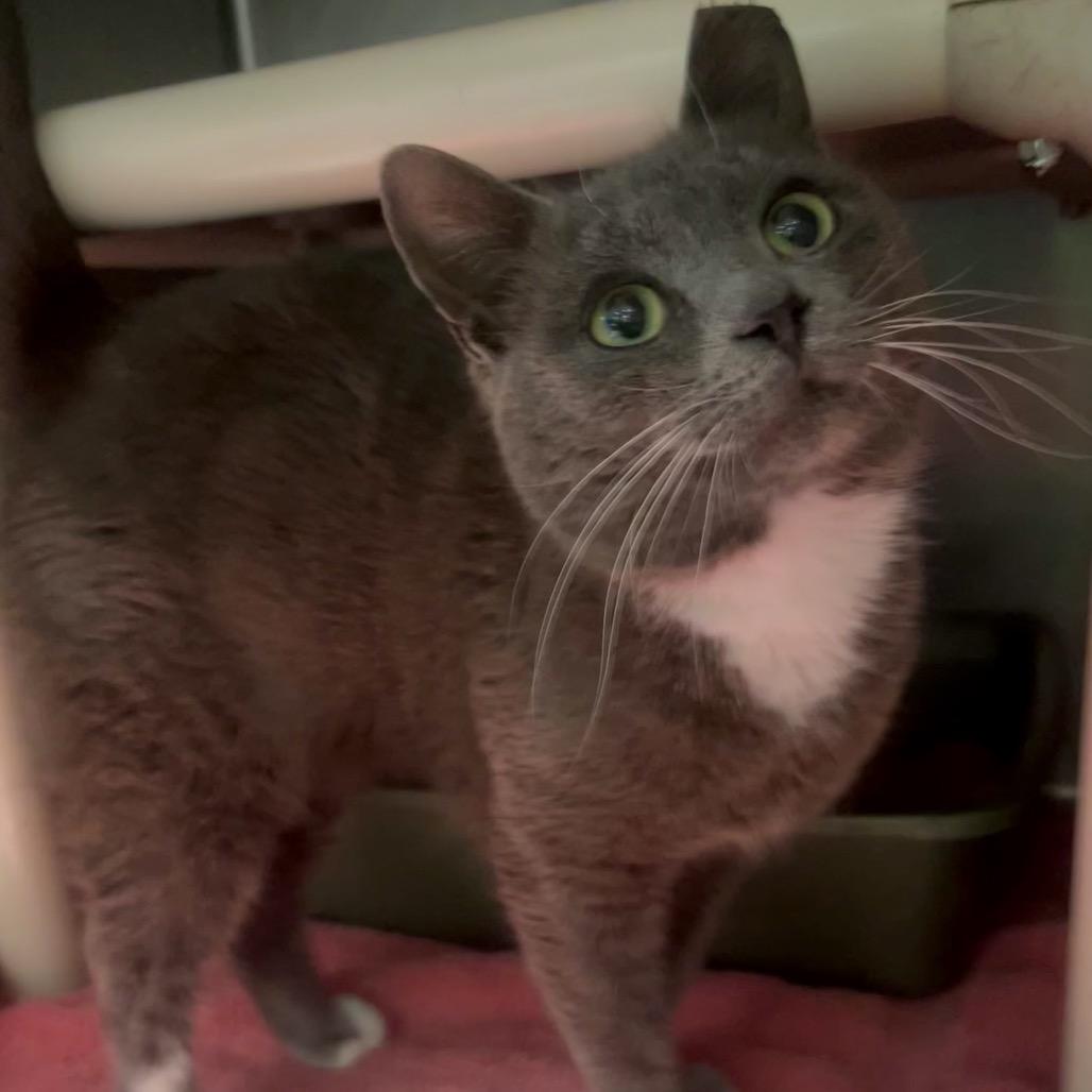 Enlarge Benny, a Adoptable Domestic Short Hair in Hamilton, GA image 3/3