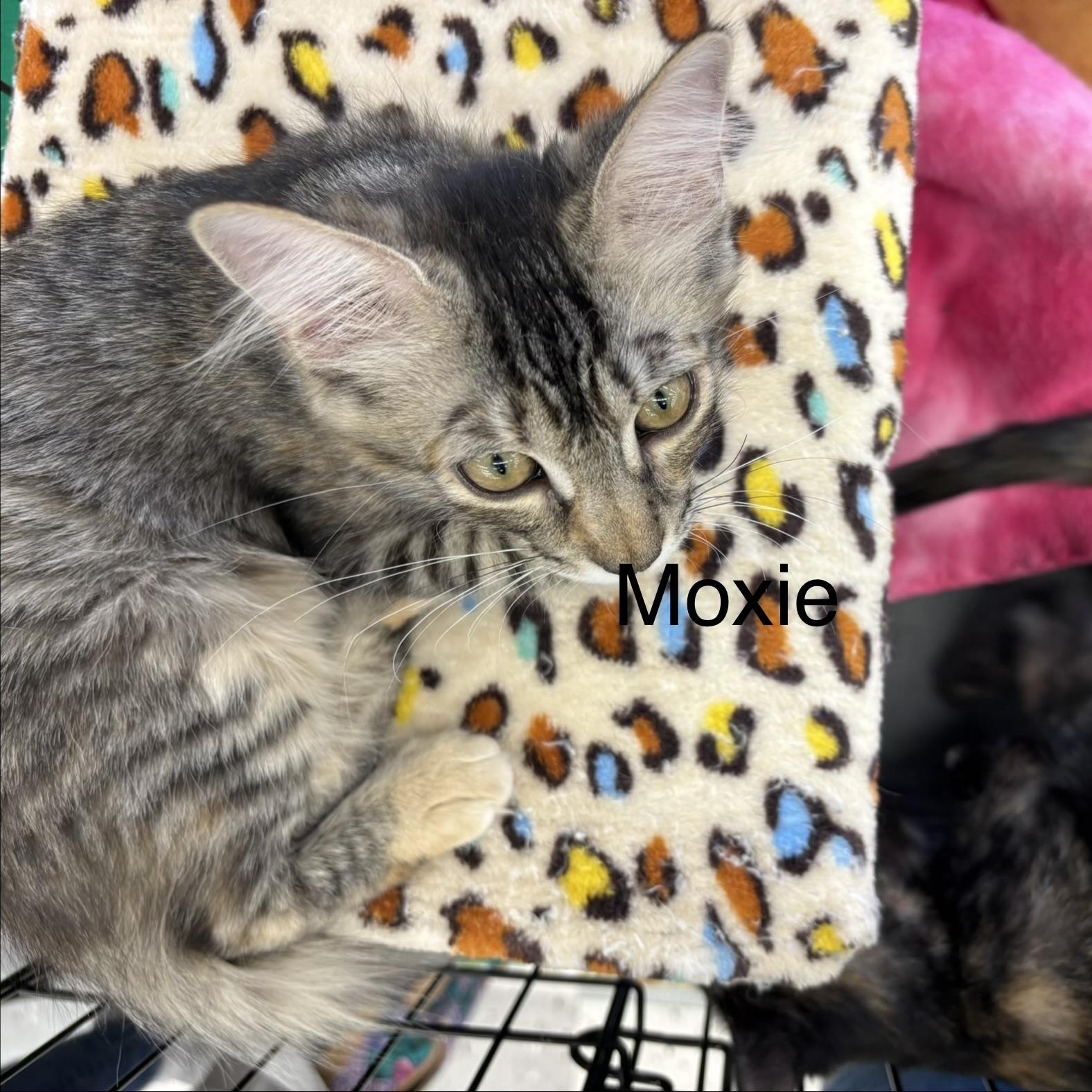 Moxie M., ADOPTABLE, Kitten Female Domestic Short Hair.