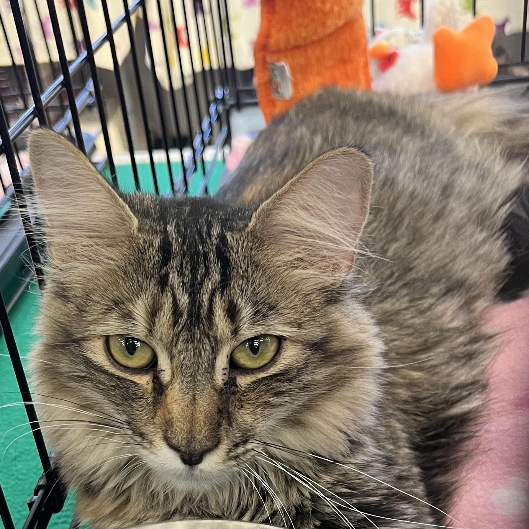 Moxie M., Adopted, Kitten Female Domestic Short Hair.