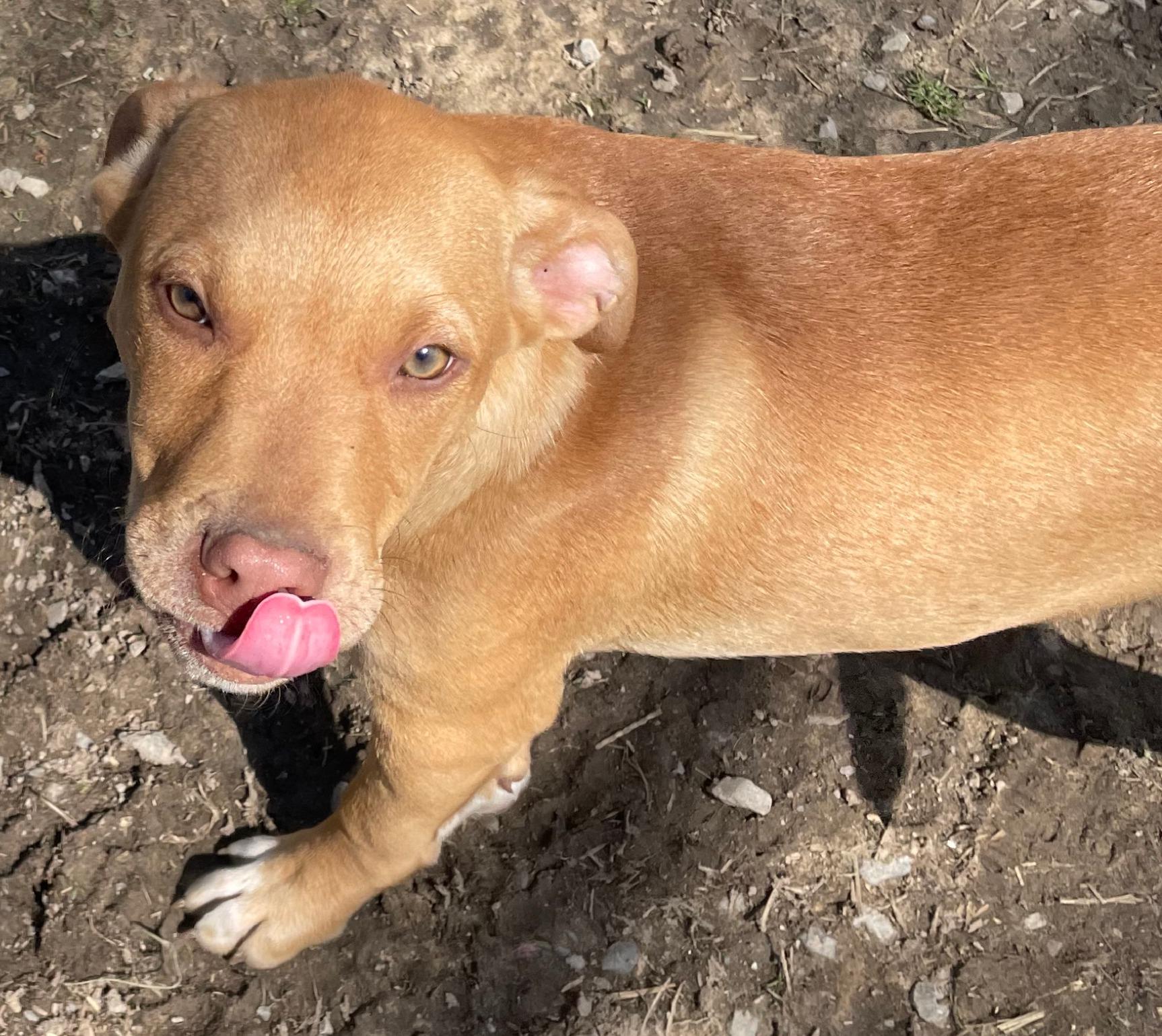 Jetson, Adoptable, Puppy Male Hound & Labrador Retriever.