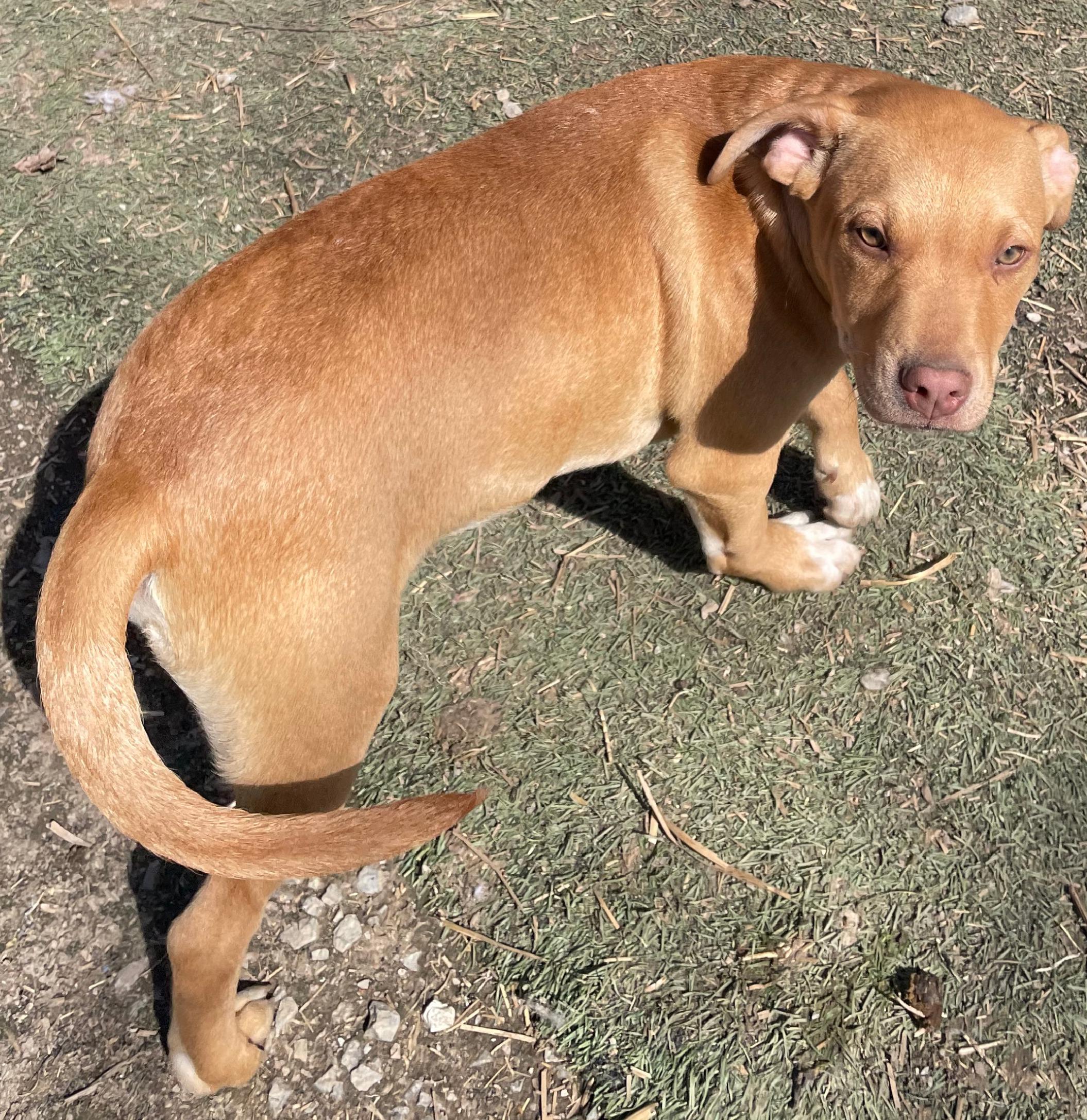 Enlarge Jetson, a Adoptable mixed breed in Tracy City , TN image 2/3