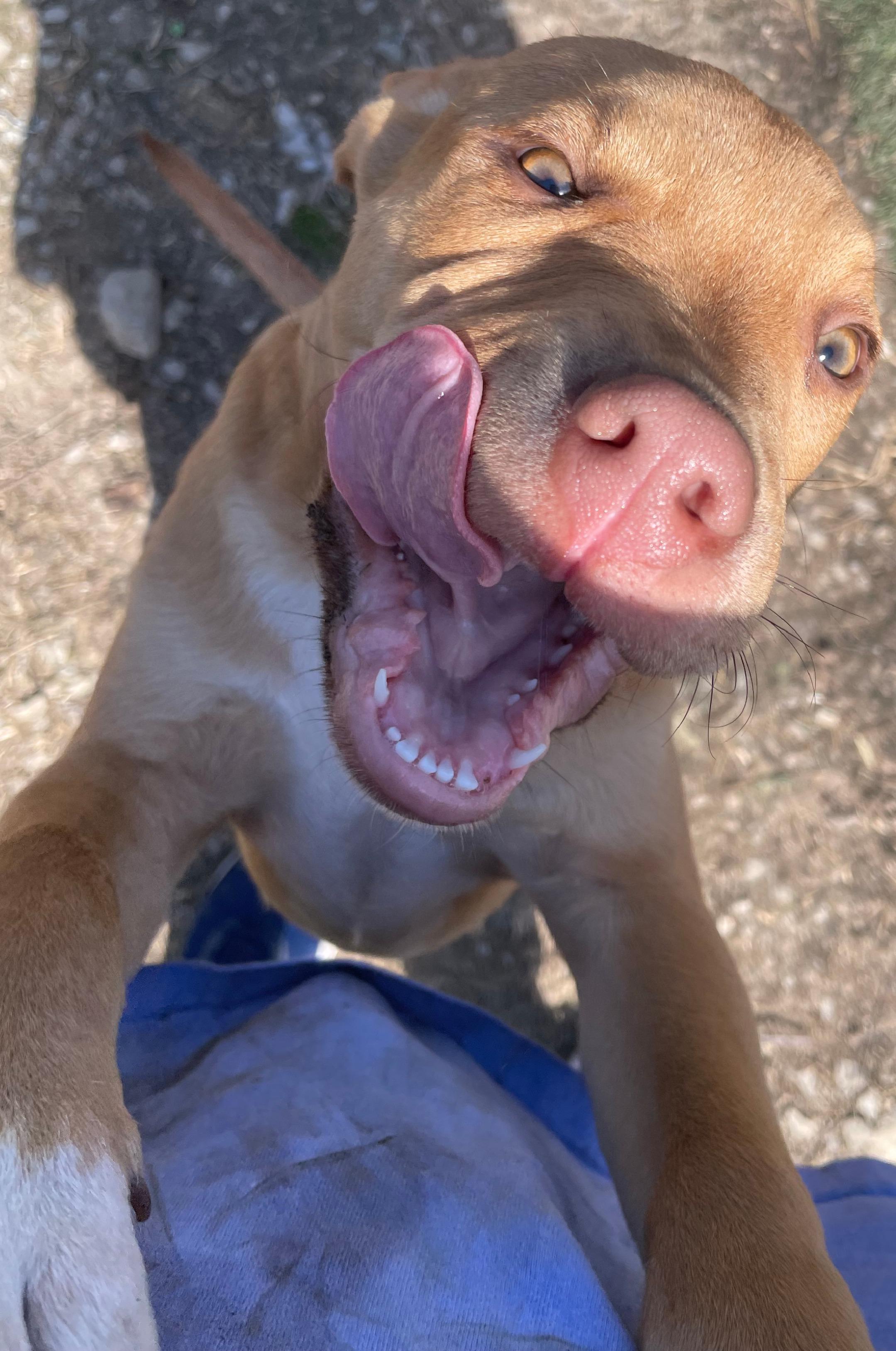 Enlarge Jetson, a Adoptable mixed breed in Tracy City , TN image 3/3